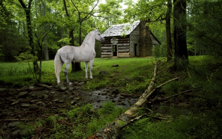 How tranquility can give you a picture! - hut, trees, hq, creek, national, white, calm, green, old, landscapes, park, brook, nature, tranquility, forest, horse, cabin