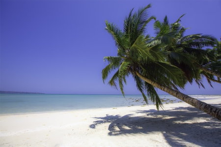 Beach - heart, beach, montage, cloud, palm