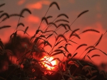 Wheat Field Sunset