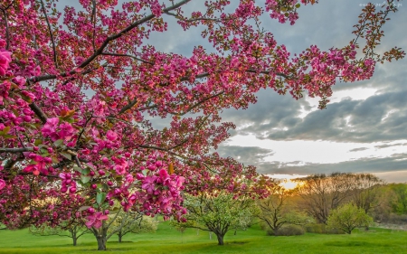 Spring Park - trees, blossom, garden, spring, park, flowering