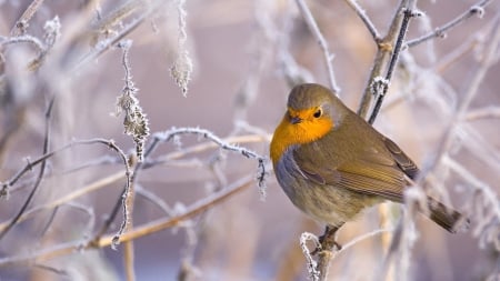 Small bird - bird, Small, branches, tree