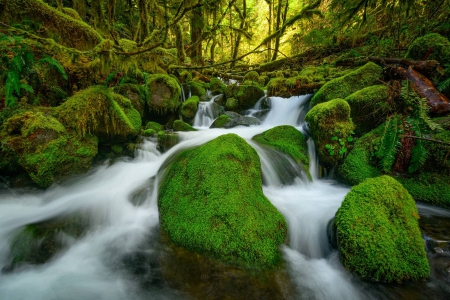 Columbia River - nature, fun, forest, cool, river