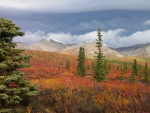 Denali National Park