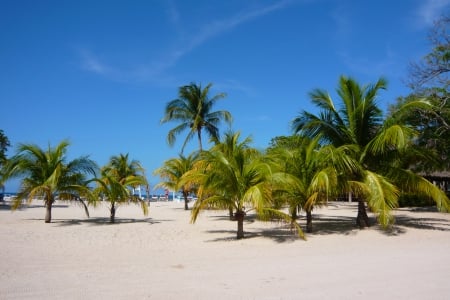 palm trees - sand, beach, tree, palm