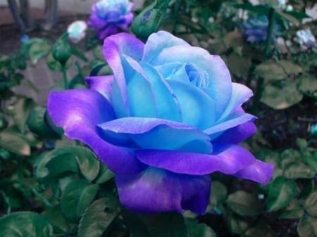 Rose - drops, bud, rose, background, flower, petals