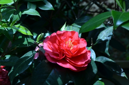 Beautiful Blossom in Spring - springtime, sunshine, park, leaves, camellia