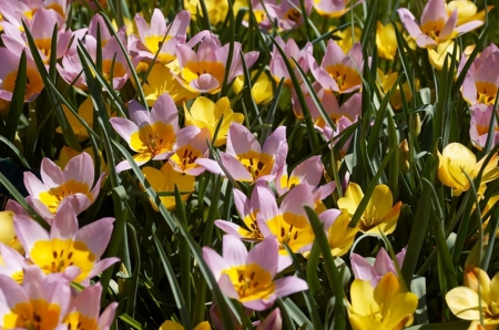 Flowers - flowers, beautiful, spring, nature