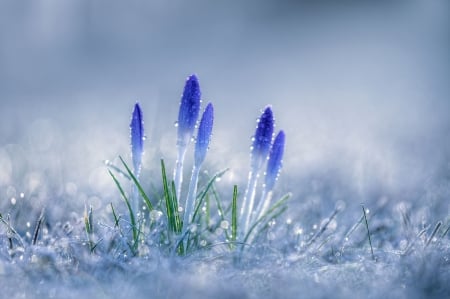 Blue crocuses - flowers, Blue, dew, crocuses