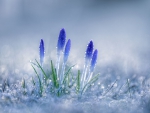 Blue crocuses