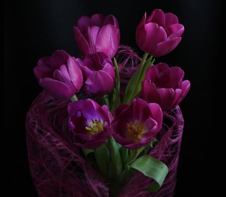 My Lovely Color - purple, tulip, amazing, flower