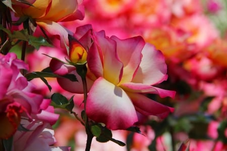 Pink roses - leaves, flowers, roses, pink