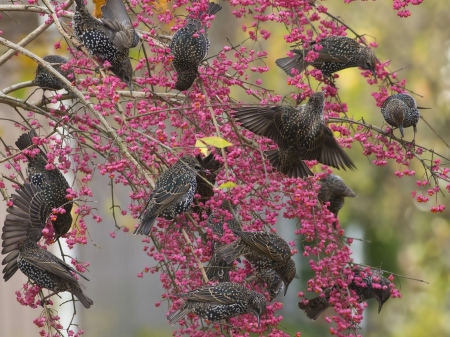 Birds - branches, tree, flowers, birds