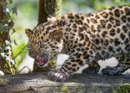 Young leopard - animal, tree, young, leopard