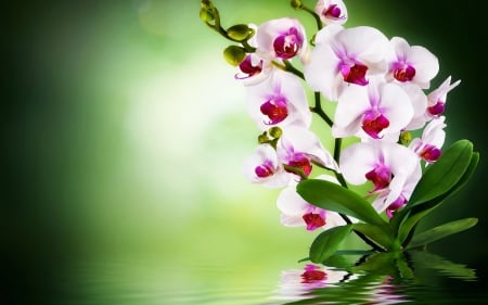 Orchids - Orchids, flowers, reflection, leaves