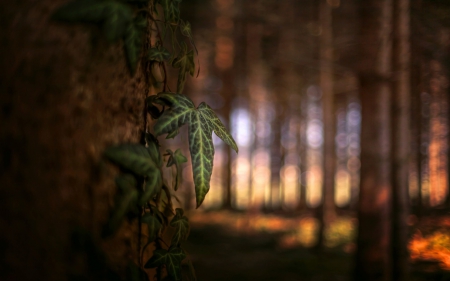 Ivy leaves - nature, ivy leaves, forest, piercing light