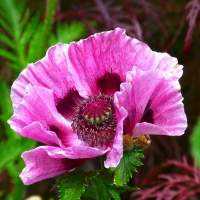 Pink poppy