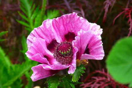 Pink poppy - poppy, Pink, flower, leaves