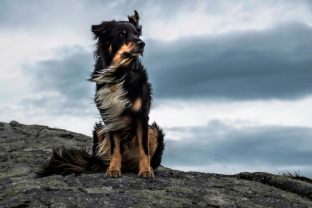 Loyal dog - hill, herding, loyal, dog