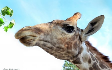 Giraffe - animal, leaves, giraffe, head