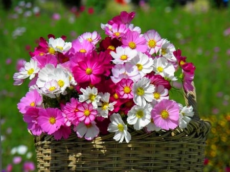 Bounty - colors, flowers, grass, spring