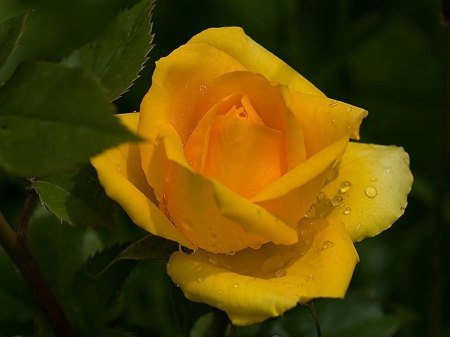 Rose - drops, bud, rose, background, flower, petals