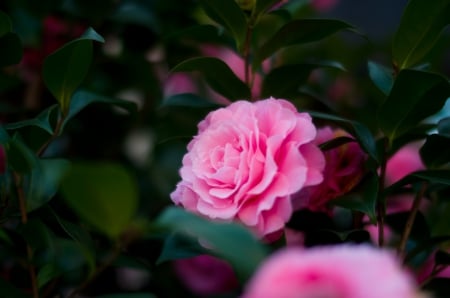 Rose - drops, bud, rose, background, flower, petals