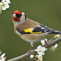 Spring Bird on the Branch