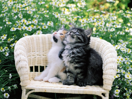 Two Pussy Cat - chair, pussy, cat, animal, flowers, garden, kitten