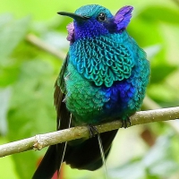 Humming-bird