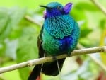 Humming-bird