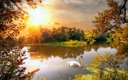 White Swan in a Pond - sky, pond, water, trees, nature, sun