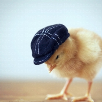 The new fashion for chickens