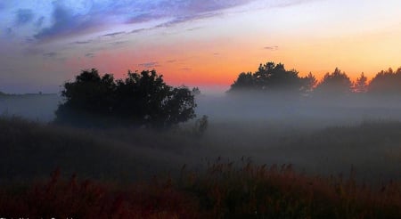 Fog at sunset - trees, sunset, nature, fog