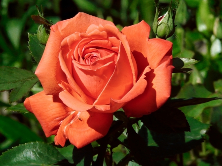 Rose - orange, one, rose, flower