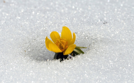 The Sun Will Come Out Tomorrow - cold, flower, snow, spring