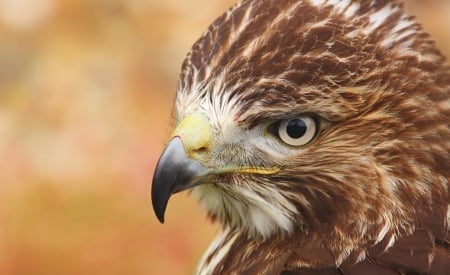 Falcon - bird of prey, falcon, soaring, deadly