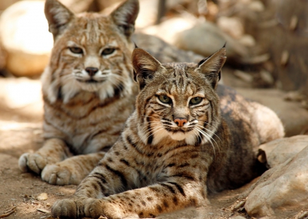 bobcat - bobcat, wild, feline, cat