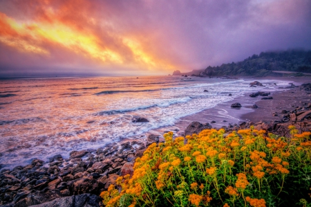 Sunset Flowers - clouds, coast, beautiful, sea, flowers, black sand beach, sunset, waves, sky