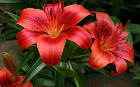 amazing fire lilies - fire, red, flower, lily