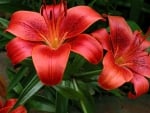 amazing fire lilies