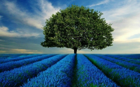 blue fields - tree, field, flowers, blue