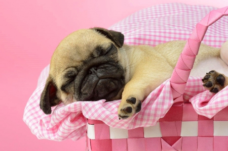 Sleeping in Pink Basket - pretty, lovely, pink, basket, sleep, dogs, cute, puppie, love four seasons, animals