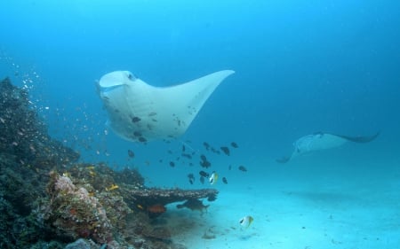 manta ray - fish, manta, ocean, ray