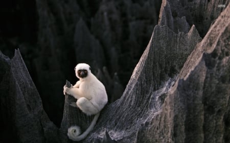 sifaka - primate, sifaka, monkey, ape