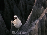 sifaka