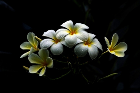 Plumeria - white, beauty, petals, flowers, plumeria