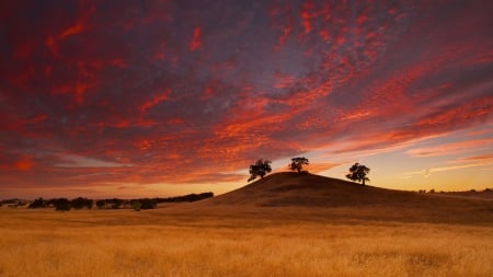 Sunset Field - nature, fields, sky, trees, sunsets