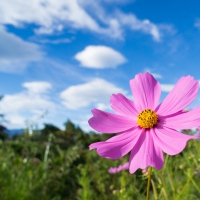 Purple Cosmos