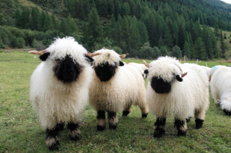 The Three Maskateers - Cute, Masks, Horns, Sheep, Wool, Shaggy