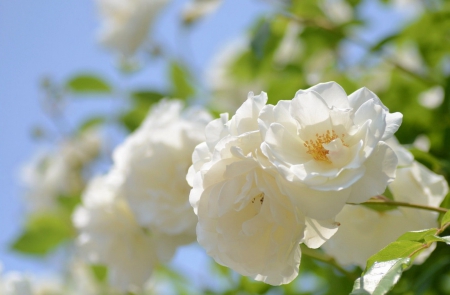 White Roses - bunch, white, lovely, roses